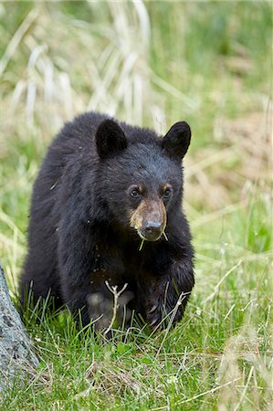 simsearch:6119-07452577,k - Black bear (Ursus americanus), second year cub, Yellowstone National Park, Wyoming, United States of America, North America Stock Photo - Premium Royalty-Free, Code: 6119-08351333