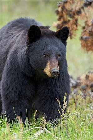 simsearch:6119-08267468,k - Black bear (Ursus americanus), Yellowstone National Park, Wyoming, United States of America, North America Stock Photo - Premium Royalty-Free, Code: 6119-08351332