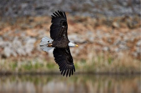 simsearch:6119-07587449,k - Bald Eagle (Haliaeetus leucocephalus) in flight, Yellowstone National Park, UNESCO World Heritage Site, Wyoming, United States of America, North America Stock Photo - Premium Royalty-Free, Code: 6119-08351336