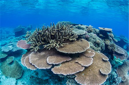 Underwater profusion of hard plate corals at Pulau Setaih Island, Natuna Archipelago, Indonesia, Southeast Asia, Asia Foto de stock - Sin royalties Premium, Código: 6119-08420379