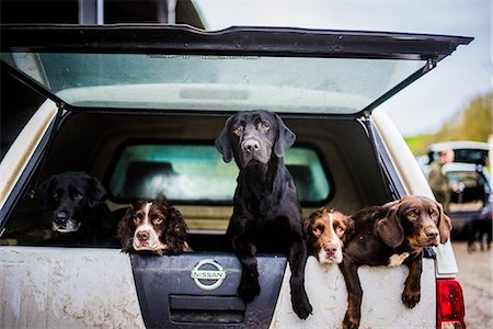 Gun dogs in the back of 4x4 on a shoot in Wiltshire, England, United Kingdom, Europe Foto de stock - Sin royalties Premium, Código: 6119-08420447