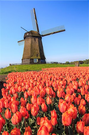 Red and orange tulip fields and the blue sky frame the windmill in spring, Berkmeer, Koggenland, North Holland, Netherlands, Europe Stock Photo - Premium Royalty-Free, Code: 6119-08541940