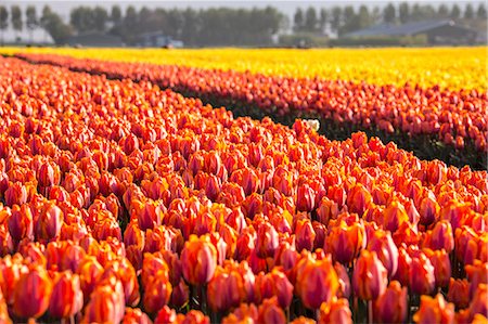 The colourful tulip fields in spring, Berkmeer, Koggenland, North Holland, Netherlands, Europe Foto de stock - Sin royalties Premium, Código: 6119-08541942