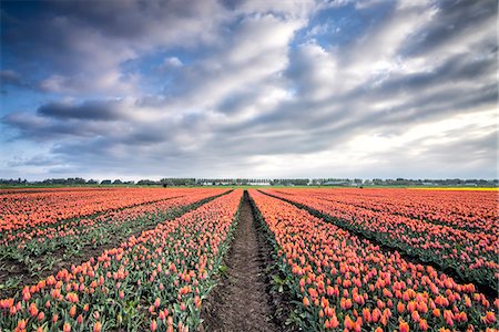 springtime in holland - Spring clouds over fields of multi-coloured tulips, Schermerhorn, Alkmaar, North Holland, Netherlands, Europe Stock Photo - Premium Royalty-Free, Code: 6119-08541946