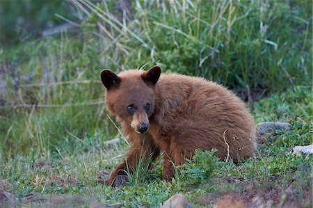 simsearch:841-09155240,k - Black Bear (Ursus americanus), cinnamon yearling cub, Yellowstone National Park, Wyoming, United States of America, North America Foto de stock - Sin royalties Premium, Código: 6119-08541986