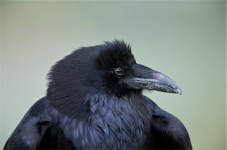 simsearch:700-02376755,k - Common Raven (Corvus corax), Yellowstone National Park, Wyoming, United States of America, North America Photographie de stock - Premium Libres de Droits, Code: 6119-08541993