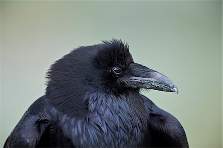 simsearch:6119-08541989,k - Common Raven (Corvus corax), Yellowstone National Park, Wyoming, United States of America, North America Stock Photo - Premium Royalty-Free, Code: 6119-08541993