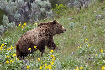 simsearch:841-08031437,k - Grizzly Bear (Ursus arctos horribilis), Yellowstone National Park, Wyoming, United States of America, North America Photographie de stock - Premium Libres de Droits, Code: 6119-08541994