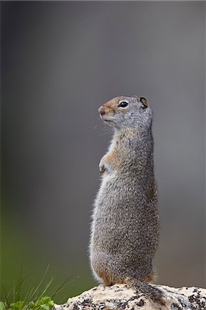 simsearch:6119-07587449,k - Uinta Ground Squirrel (Urocitellus armatus), Yellowstone National Park, Wyoming, United States of America, North America Foto de stock - Sin royalties Premium, Código: 6119-08541995