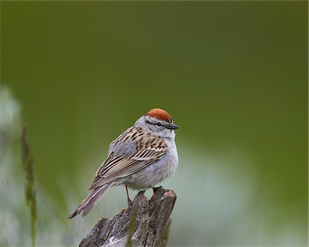 simsearch:841-07355079,k - American Tree Sparrow (Spizella arborea), Yellowstone National Park, Wyoming, United States of America, North America Stock Photo - Premium Royalty-Free, Code: 6119-08541998