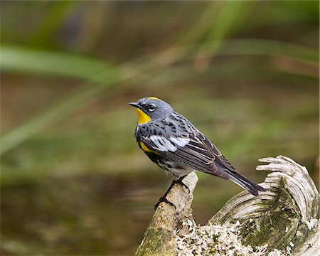 simsearch:841-08031437,k - Audubon's Yellow-Rumped Warbler (Dendroica coronata auduboni), Yellowstone National Park, Wyoming, United States of America, North America Photographie de stock - Premium Libres de Droits, Code: 6119-08541999