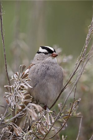 simsearch:6119-08243001,k - White-Crowned Sparrow (Zonotrichia leucophrys), Yellowstone National Park, Wyoming, United States of America, North America Foto de stock - Sin royalties Premium, Código: 6119-08542001
