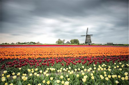 Spring clouds over fields of multicolored tulips and windmill, Berkmeer, Koggenland, North Holland, Netherlands, Europe Foto de stock - Sin royalties Premium, Código: 6119-08568290