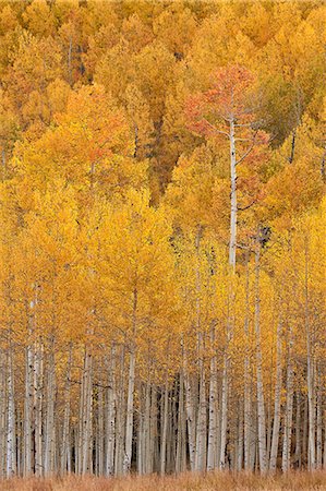 Yellow and orange aspen in the fall, Uncompahgre National Forest, Colorado, United States of America, North America Stockbilder - Premium RF Lizenzfrei, Bildnummer: 6119-08568417