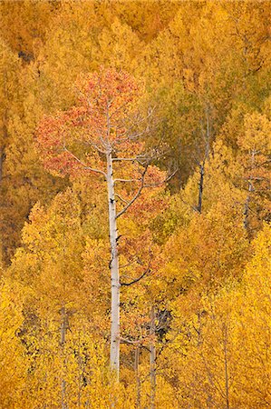 fall aspen leaves - Yellow and orange aspen in the fall, Uncompahgre National Forest, Colorado, United States of America, North America Photographie de stock - Premium Libres de Droits, Code: 6119-08568418