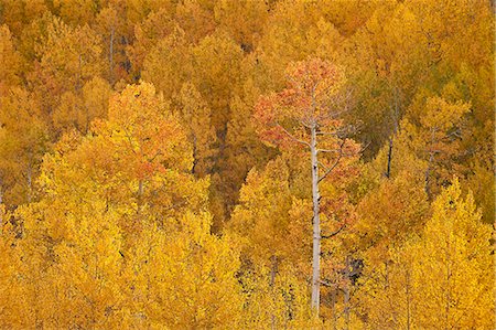 Yellow and orange aspen in the fall, Uncompahgre National Forest, Colorado, United States of America, North America Photographie de stock - Premium Libres de Droits, Code: 6119-08568419