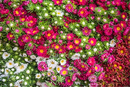 Flowers for sale at Hsipaw (Thibaw) market, Shan State, Myanmar (Burma), Asia Stock Photo - Premium Royalty-Free, Code: 6119-08517958