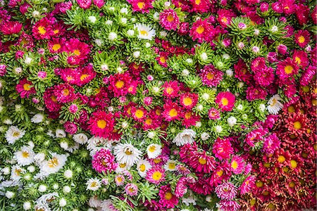 shan state - Flowers for sale at Hsipaw (Thibaw) market, Shan State, Myanmar (Burma), Asia Stock Photo - Premium Royalty-Free, Code: 6119-08517958