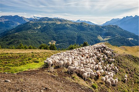 simsearch:6119-09073943,k - A flock of sheep in the pastures of Mount Padrio, Orobie Alps, Valtellina, Lombardy, Italy, Europe Stockbilder - Premium RF Lizenzfrei, Bildnummer: 6119-08518042