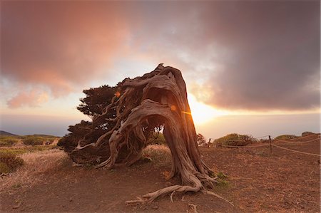 Canary Islands juniper (Juniperus cedrus) at sunset, Nature Reserve El Sabinar, UNESCO biosphere reserve, El Hierro, Canary Islands, Spain, Europe Foto de stock - Sin royalties Premium, Código: 6119-08518019