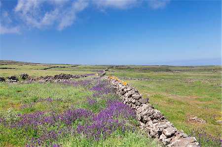 simsearch:6119-08518018,k - Meadow of flowers and stone wall, UNESCO biosphere reserve, El Hierro, Canary Islands, Spain, Europe Photographie de stock - Premium Libres de Droits, Code: 6119-08518020