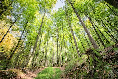 simsearch:673-08139248,k - Fresh greens and a grassy path in a light-filled German forest, Baden-Wurttemberg, Germany, Europe Stock Photo - Premium Royalty-Free, Code: 6119-08518037