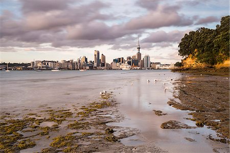 simsearch:841-07653355,k - Auckland skyline at sunrise, Auckland, North Island, New Zealand, Pacific Photographie de stock - Premium Libres de Droits, Code: 6119-08641058