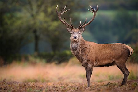 simsearch:6119-09134807,k - Red deer (cervus elaphus) stag during rut in September, United Kingdom, Europe Foto de stock - Royalty Free Premium, Número: 6119-08641142