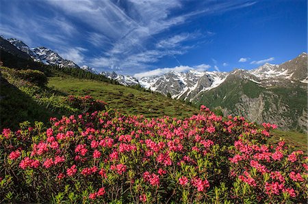 rododendro - Rhododendrons in bloom surrounded by green meadows, Orobie Alps, Arigna Valley, Sondrio, Valtellina, Lombardy, Italy, Europe Foto de stock - Sin royalties Premium, Código: 6119-08641103