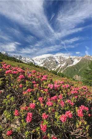 simsearch:6119-08420410,k - Rhododendrons in bloom surrounded by green meadows, Orobie Alps, Arigna Valley, Sondrio, Valtellina, Lombardy, Italy, Europe Foto de stock - Sin royalties Premium, Código: 6119-08641104