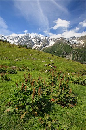 simsearch:6119-09182465,k - Green meadows and cows grazing on a sunny summer day, Orobie Alps, Arigna Valley, Sondrio, Valtellina, Lombardy, Italy, Europe Stock Photo - Premium Royalty-Free, Code: 6119-08641105