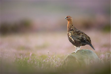 federwild - Red grouse (Lagopus lagopus), Yorkshire Dales, England, United Kingdom, Europe Stockbilder - Premium RF Lizenzfrei, Bildnummer: 6119-08641123