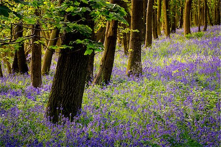 Bluebells, High Littleton Woods, Somerset, England, United Kingdom, Europe Photographie de stock - Premium Libres de Droits, Code: 6119-08641128