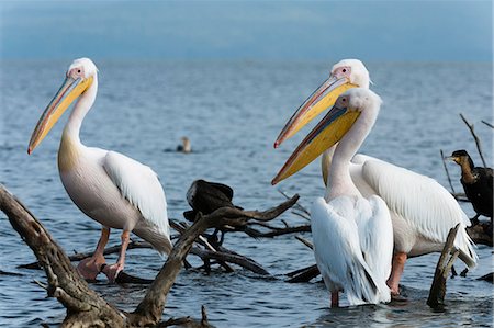 pelícano blanco - Great white pelican (Pelecanus onocrotalus), Lake Naivasha, Kenya, East Africa, Africa Foto de stock - Sin royalties Premium, Código: 6119-08641200