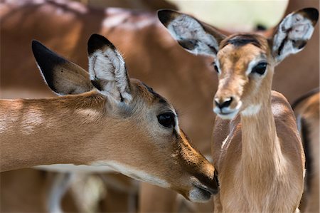 Impala (Aepyceros melampus), Lake Nakuru National Park, Kenya, East Africa, Africa Foto de stock - Sin royalties Premium, Código: 6119-08641201