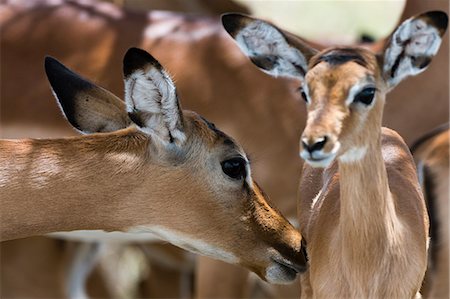 Impala (Aepyceros melampus), Lake Nakuru National Park, Kenya, East Africa, Africa Photographie de stock - Premium Libres de Droits, Code: 6119-08641201