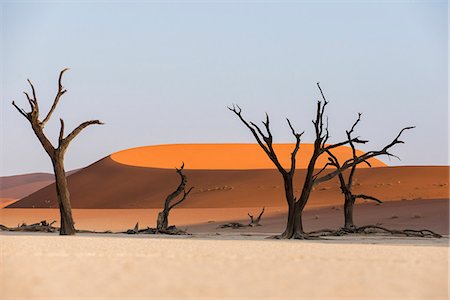 Dead acacia trees silhouetted against sand dunes at Deadvlei, Namib-Naukluft Park, Namibia, Africa Photographie de stock - Premium Libres de Droits, Code: 6119-08658082