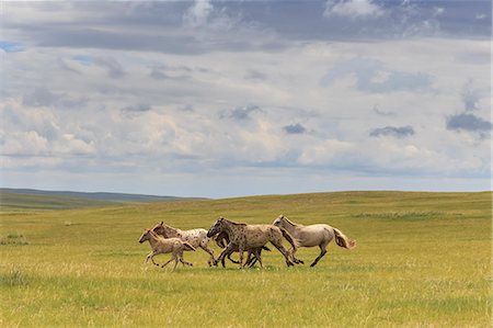 puledro - Herd of dappled and pale horses and foals gallop and canter, lush grassland with flowers in summer, Uvurkhangai, Central Mongolia, Mongolia, Central Asia, Asia Fotografie stock - Premium Royalty-Free, Codice: 6119-08658012