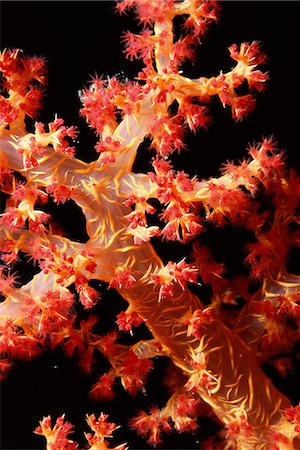 simsearch:400-05891502,k - Close-up of soft coral, off Sharm el-Sheikh, Sinai, Red Sea, Egypt, North Africa, Africa Stock Photo - Premium Royalty-Free, Code: 6119-08740053