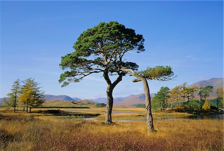 Scots Pine Trees, Loch Tulla, Strathclyde, Scotland, United Kingdom, Europe Stock Photo - Premium Royalty-Free, Code: 6119-08740063