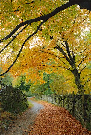 simsearch:6119-08739963,k - Autumn colours near Grasmere, Lake District National Park, Cumbria, England, UK Stock Photo - Premium Royalty-Free, Code: 6119-08740064