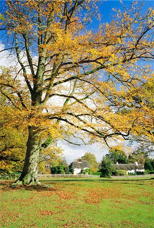 Cottages, Lyndhurst, New Forest, Hampshire, England, UK Stock Photo - Premium Royalty-Free, Code: 6119-08740073