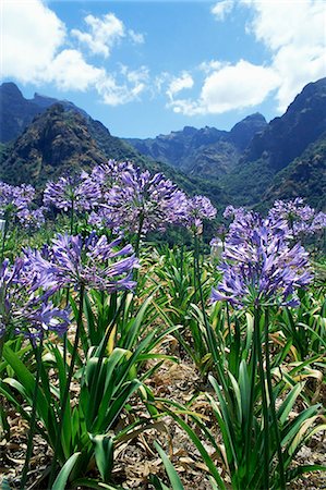 Agapanthus flowers near Serra de Agua, Madeira, Portugal, Europe Photographie de stock - Premium Libres de Droits, Code: 6119-08740038