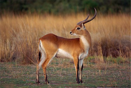 Close-up of a red lechwe (Kobus leche), Okavango Delta, Botswana, Africa Foto de stock - Sin royalties Premium, Código: 6119-08740129