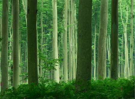 simsearch:841-08357618,k - Tall straight trunks on trees in woodland in the Forest of Lyons, in Eure, Haute Normandie (Normandy), France, Europe Foto de stock - Sin royalties Premium, Código: 6119-08740251