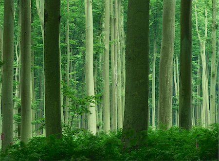 simsearch:841-08357483,k - Tall straight trunks on trees in woodland in the Forest of Lyons, in Eure, Haute Normandie (Normandy), France, Europe Stock Photo - Premium Royalty-Free, Code: 6119-08740251