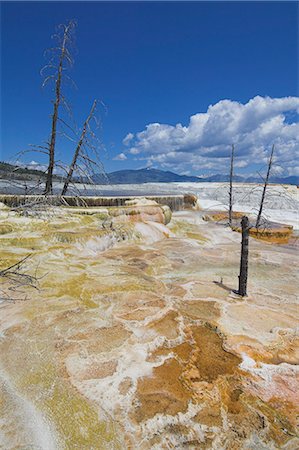 simsearch:6119-08740542,k - Dead tree trunks, Canary Spring, Mammoth Hot Springs, Yellowstone National Park, UNESCO World Heritage Site, Wyoming, United States of America, North America Foto de stock - Royalty Free Premium, Número: 6119-08740296