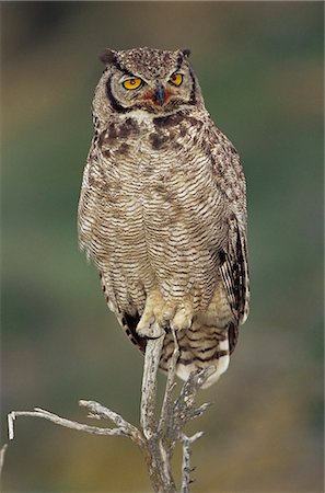 A Magellanic horned owl (Bubo magellanicus) sitting on a tree, Torres del Paine National Park, Patagonia, Chile, South America Photographie de stock - Premium Libres de Droits, Code: 6119-08740340
