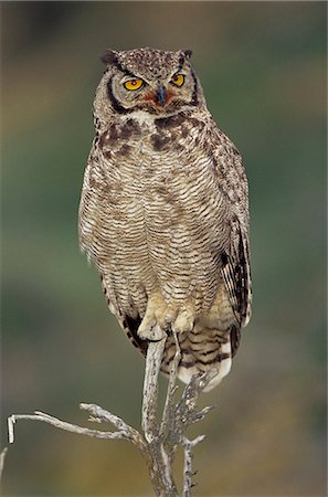 simsearch:841-03505735,k - A Magellanic horned owl (Bubo magellanicus) sitting on a tree, Torres del Paine National Park, Patagonia, Chile, South America Photographie de stock - Premium Libres de Droits, Code: 6119-08740340