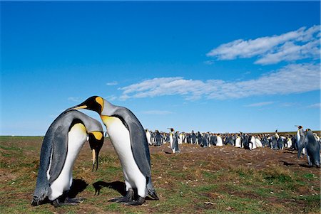 simsearch:6119-08741455,k - King penguins (Aptenodytes patagonicus) in mating ritual, Volunteer Point, East Falkland, Falkland Islands, South Atlantic, South America Foto de stock - Royalty Free Premium, Número: 6119-08740342
